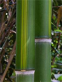 Bambus-Stuttgart - Phyllostachys vivax huangwenzhu - Halmzeichnung von der Bambussorte Phyllostachys vivax huangwenzhu