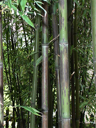 Bambus Stuttgart Solitar Bambusse Phyllostachys Beeindruckt